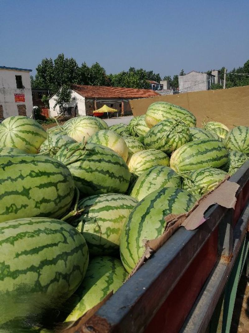 西农8号西瓜10斤打底8成熟1茬