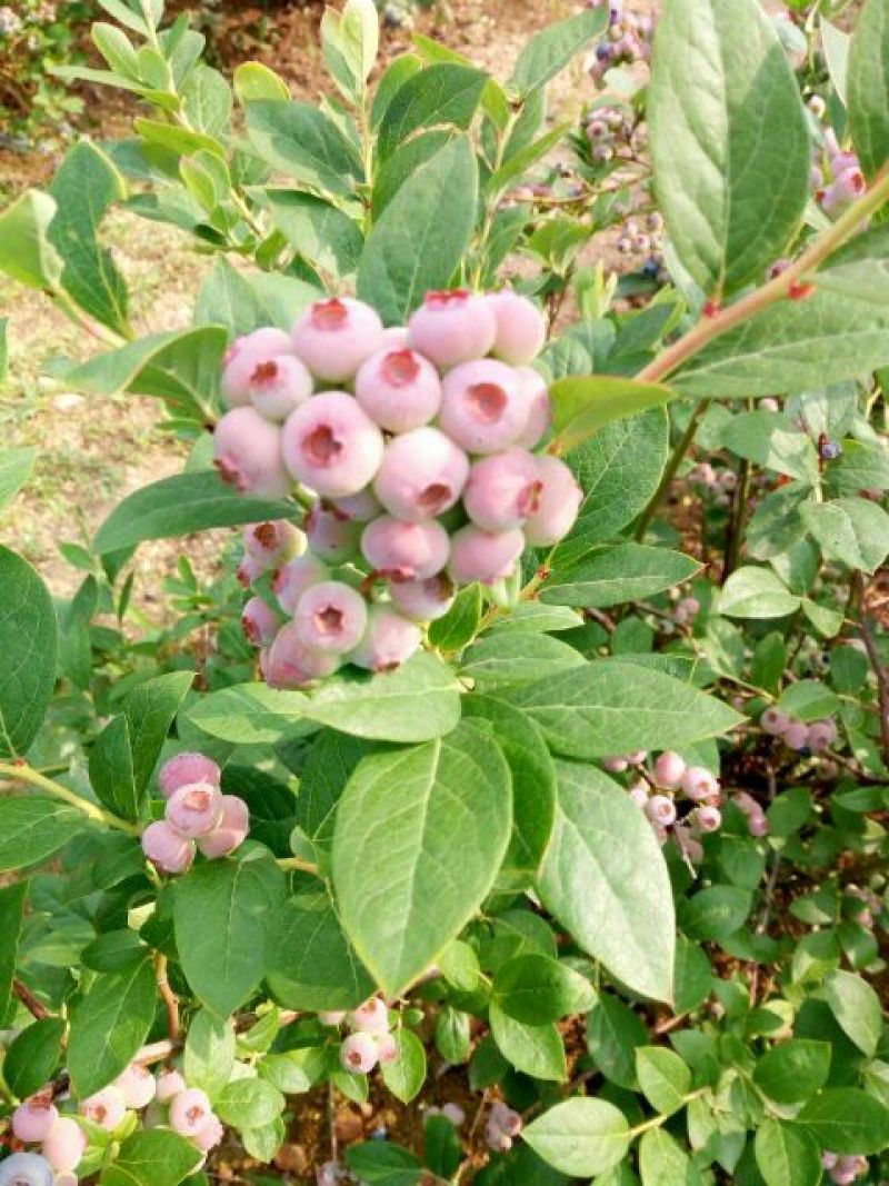 蓝莓苗20~30cm1~2年