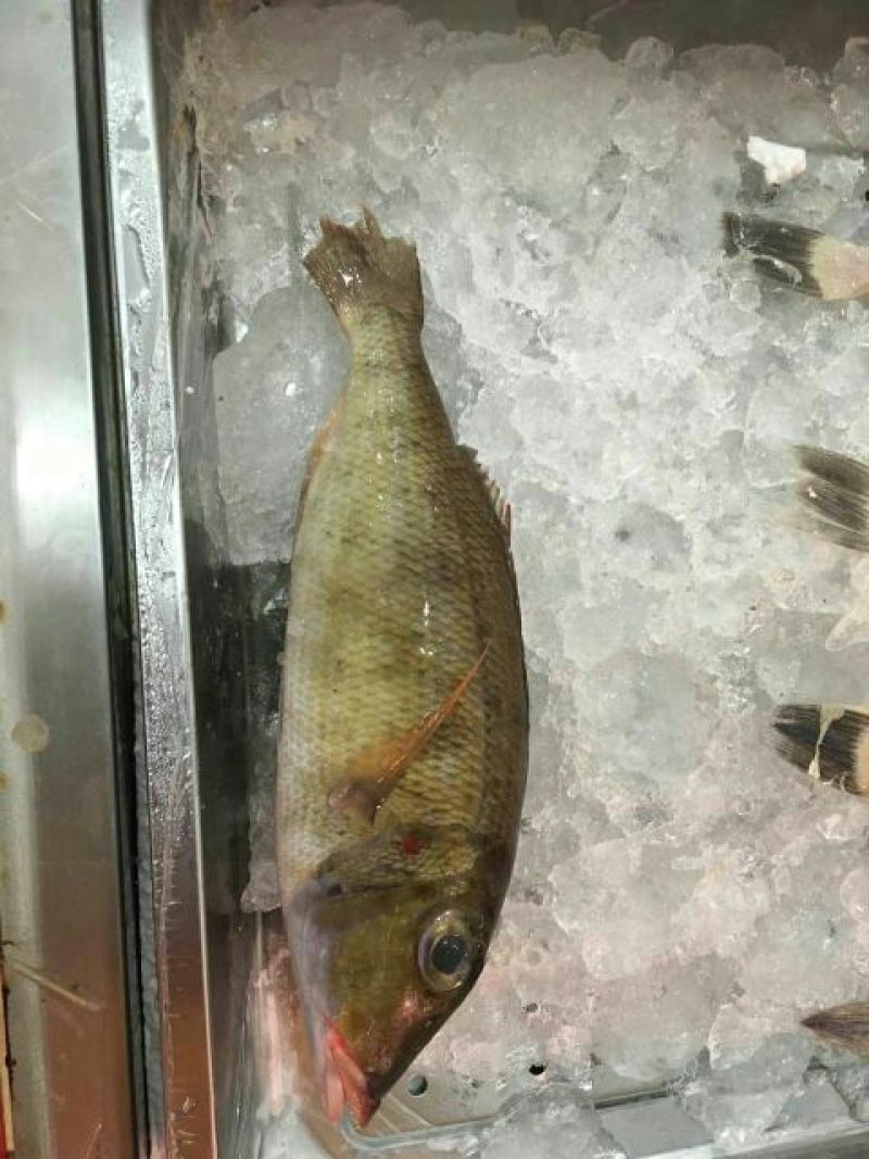 黄翅鱼