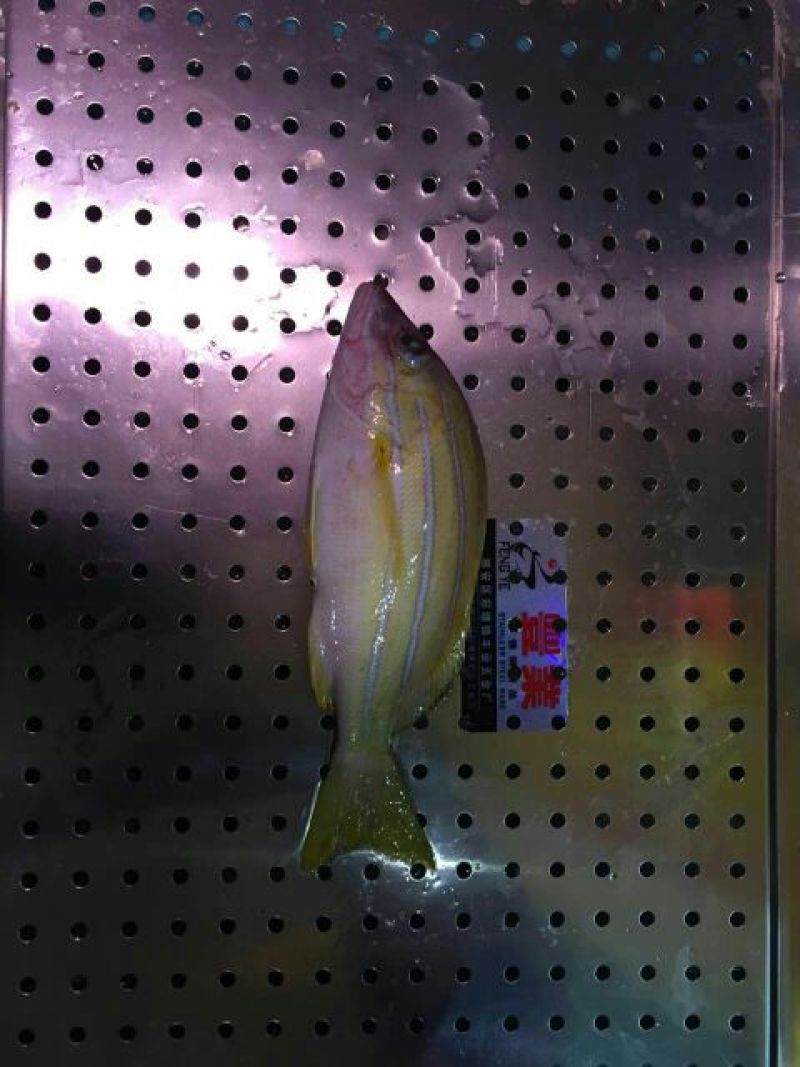 黄翅鱼