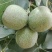 核桃青皮产地直销价位低规格品种齐全高质量产地直销