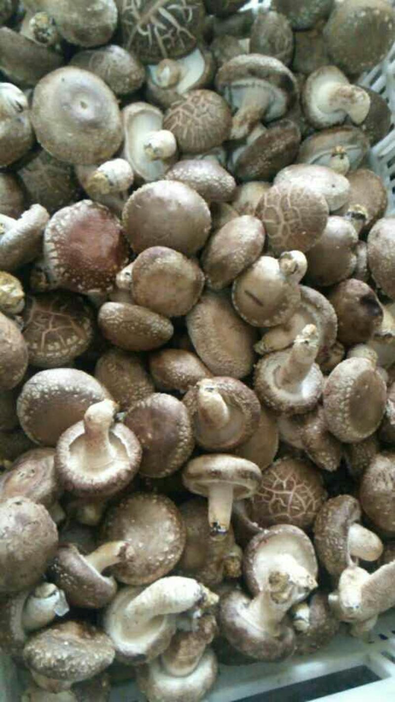 白面菇1%春袋菇4.5cm以上