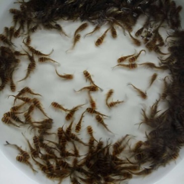 黄颡鱼苗黄骨鱼苗杂交黄颡鱼苗黄腊丁黄鸭叫鱼苗
