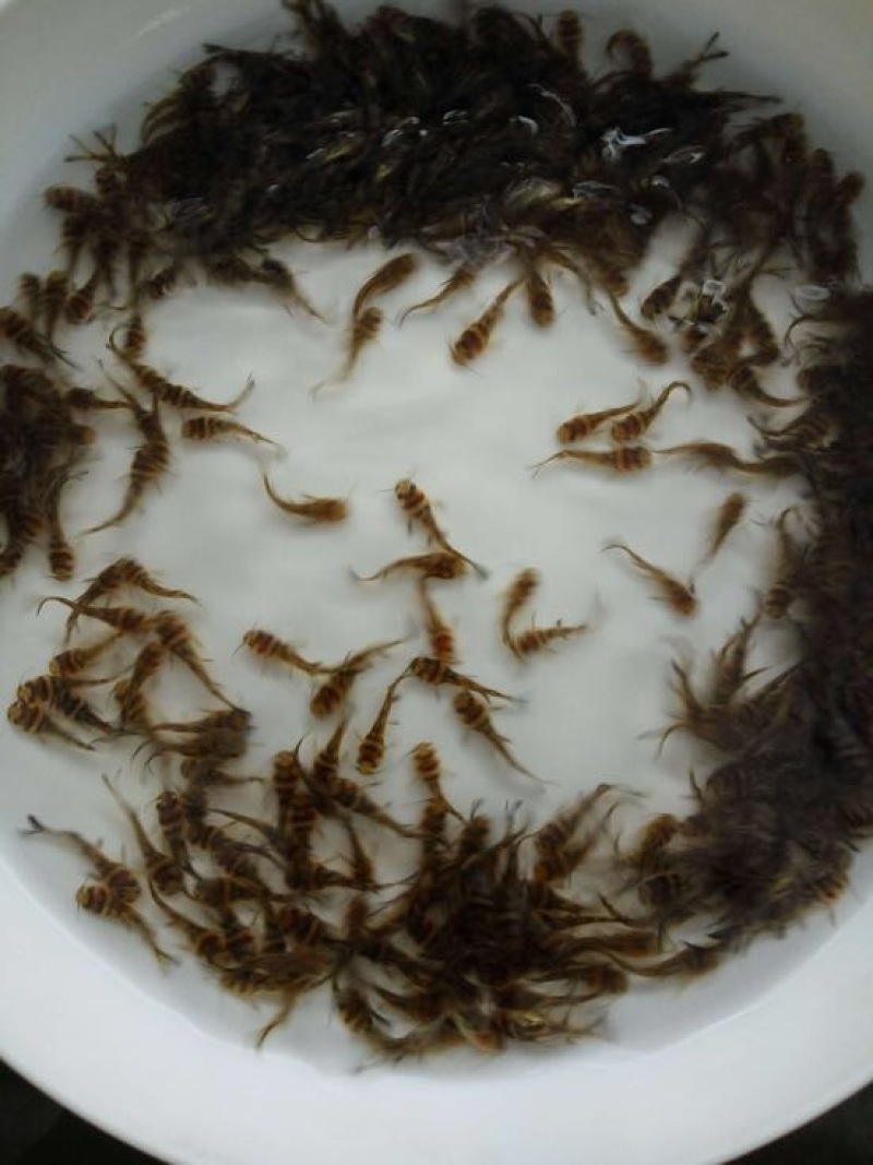 黄颡鱼苗黄骨鱼苗杂交黄颡鱼苗黄腊丁黄鸭叫鱼苗