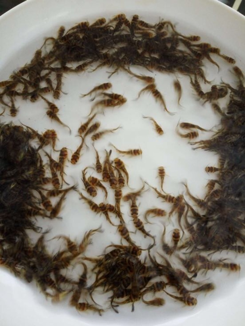 黄颡鱼苗黄骨鱼苗杂交黄颡鱼苗黄腊丁黄鸭叫鱼苗