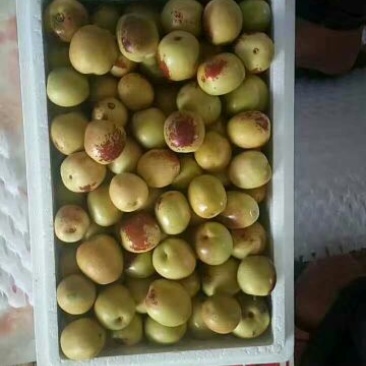 冬枣拐二