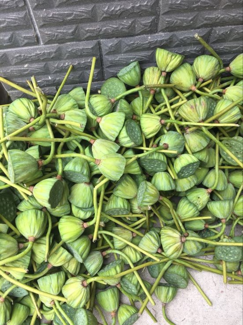 莲蓬5~8cm