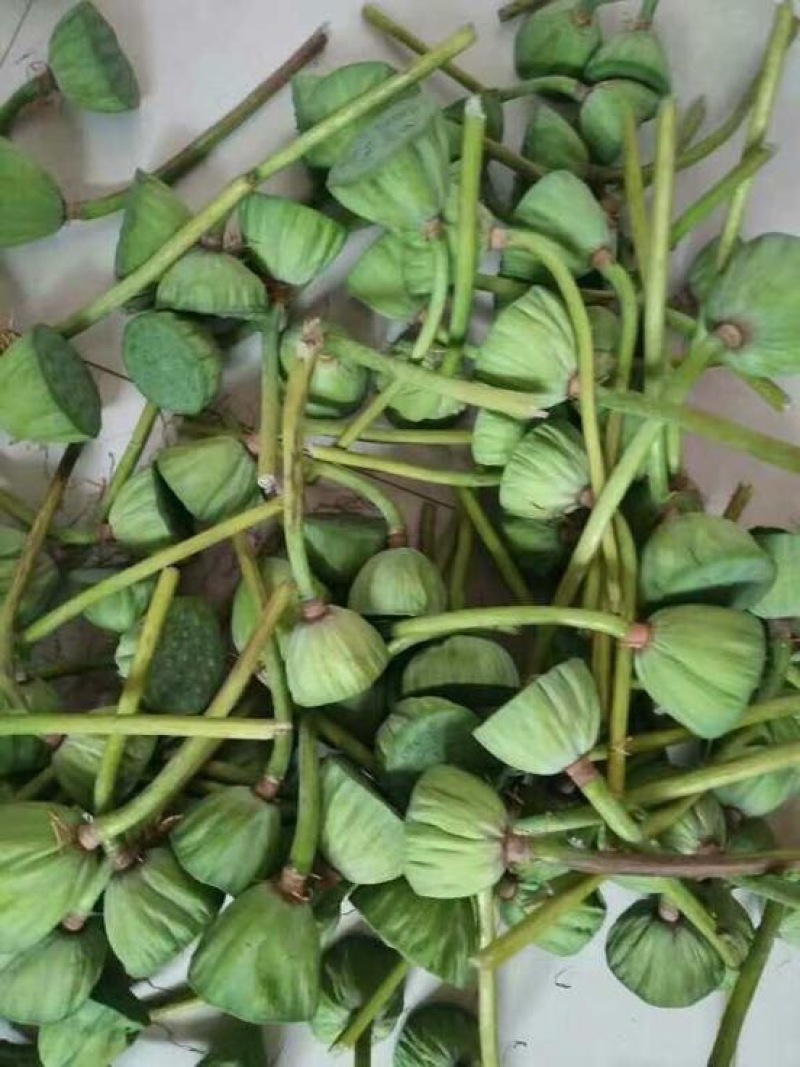 莲蓬5~8cm