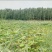 莲蓬5~8cm