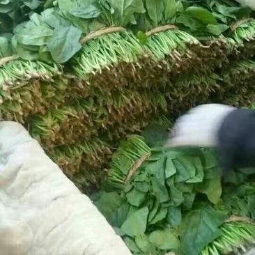 大叶菠菜15~20厘米