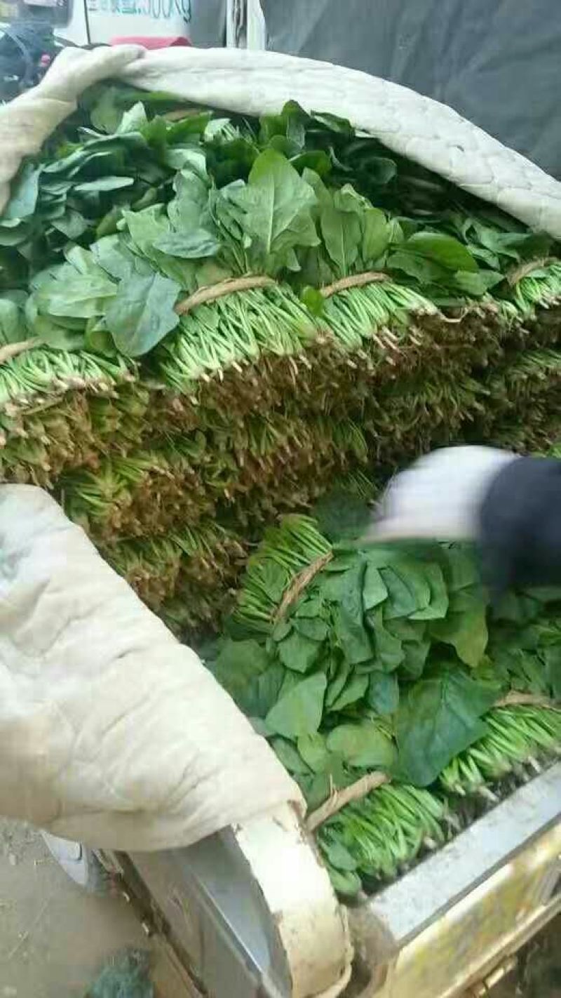 大叶菠菜15~20厘米
