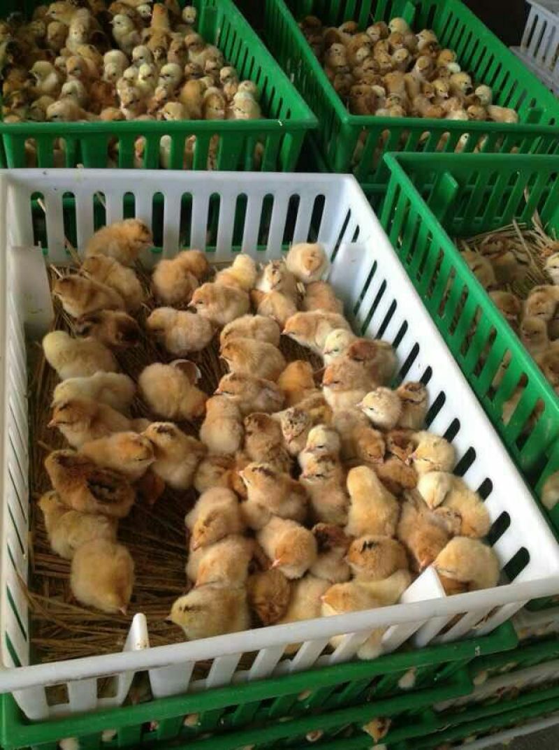 土鸡苗60~70克出壳苗通货
