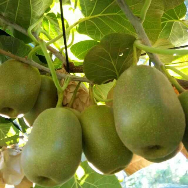 红心猕猴桃