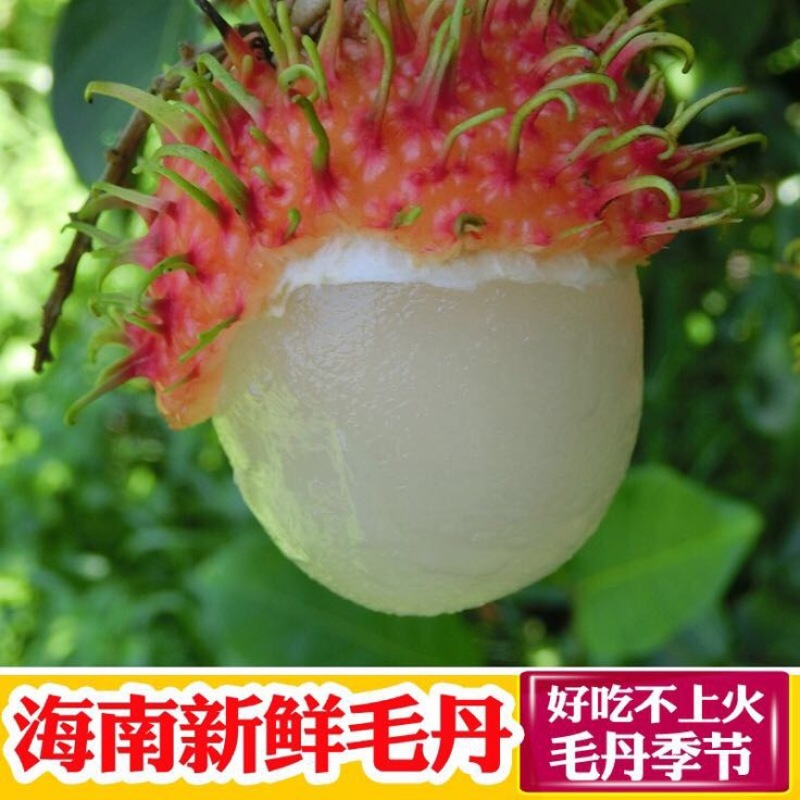 毛丹1.5cm以下