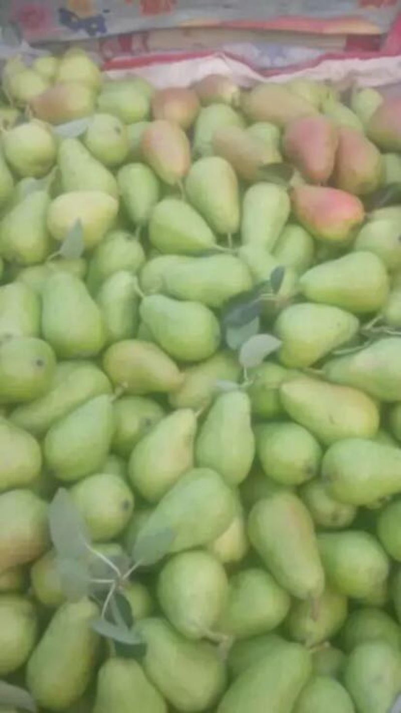 葫芦梨光果150~200g