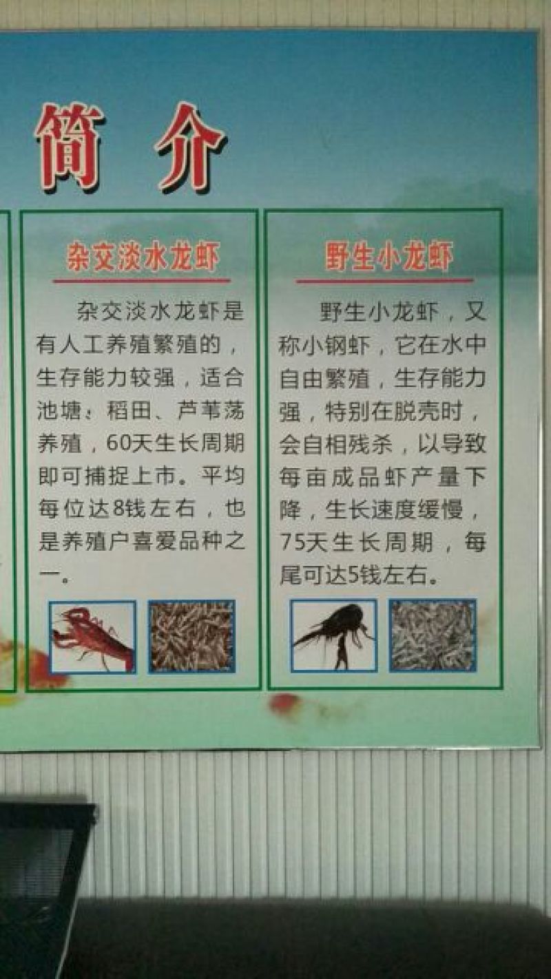 澳洲龙虾13~15只/kg