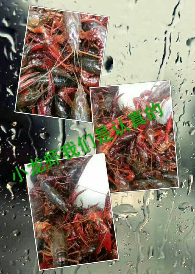 澳洲龙虾13~15只/kg