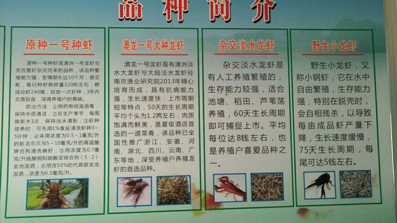 澳洲龙虾13~15只/kg