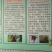 大龙虾种虾三年可以抱卵六次