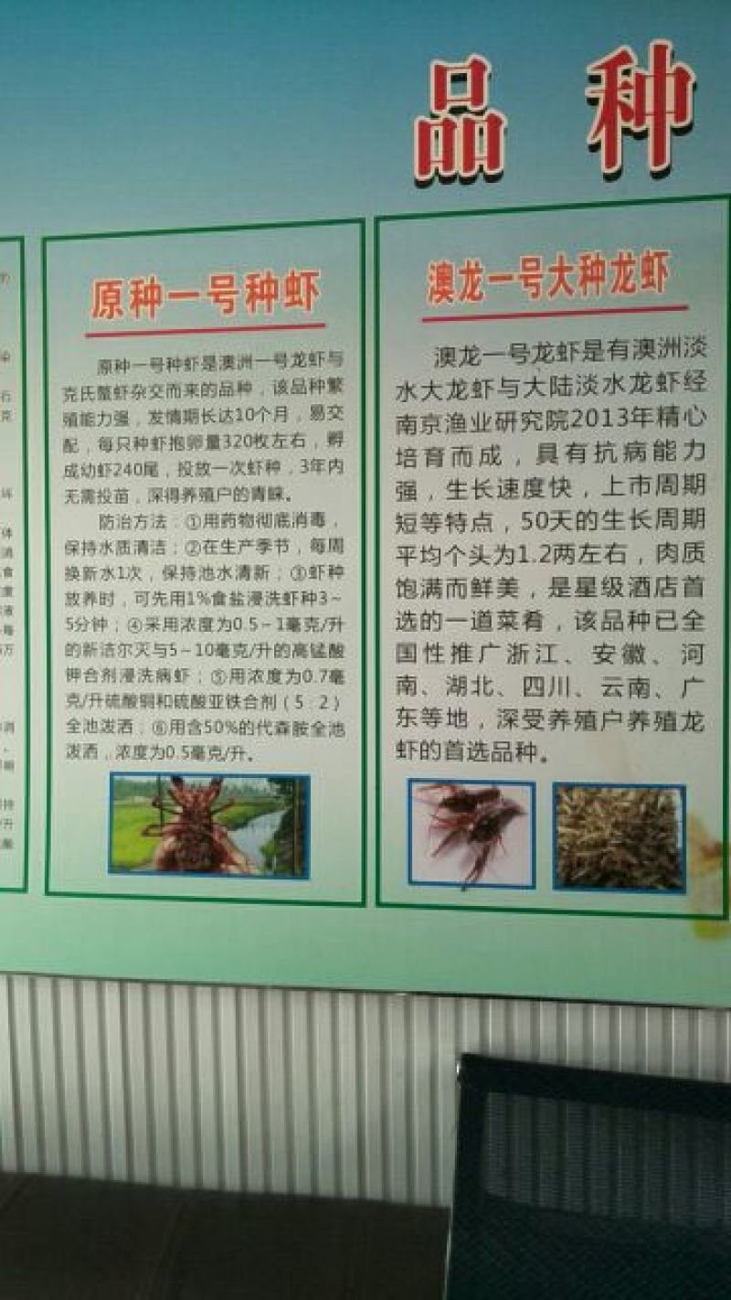 大龙虾种虾三年可以抱卵六次