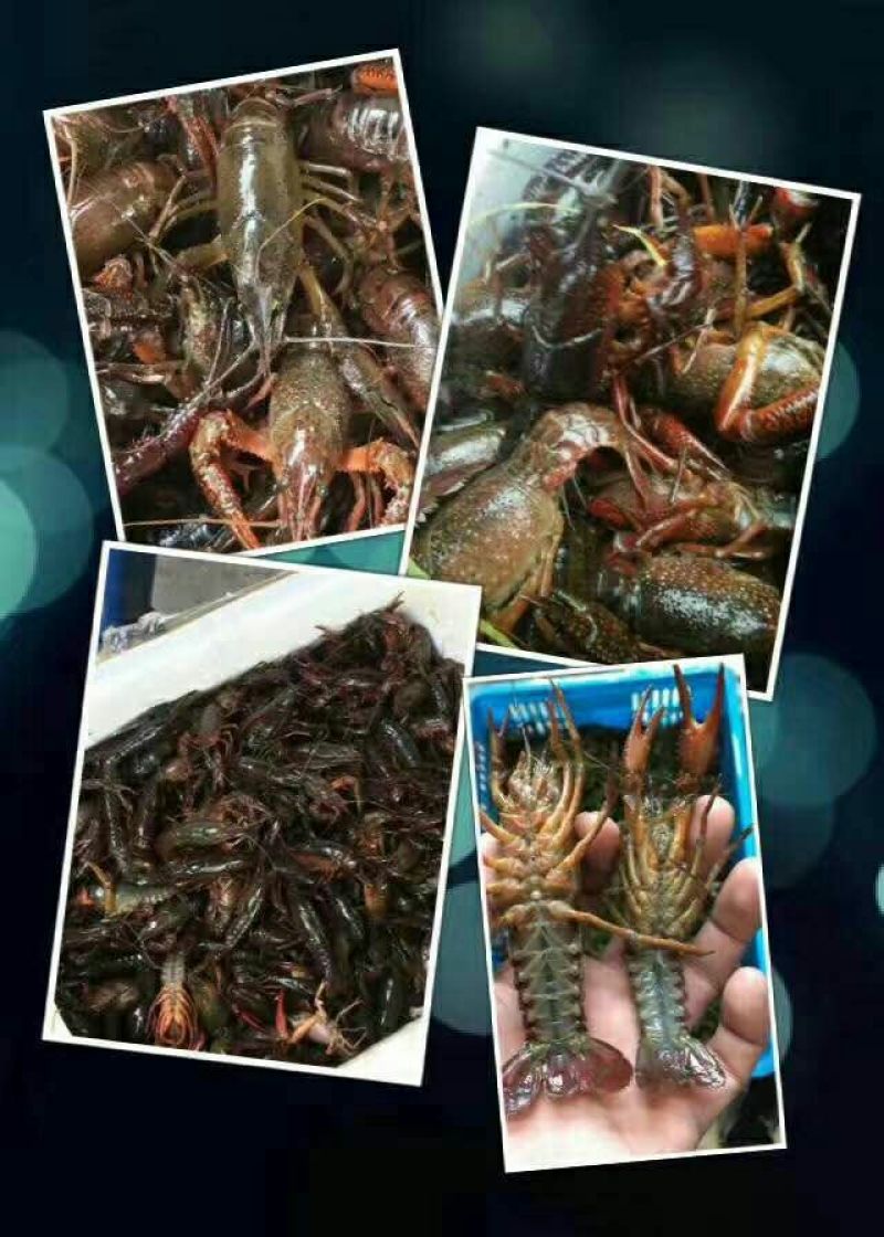 大龙虾种虾三年可以抱卵六次