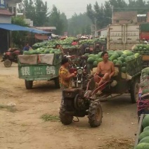 龙卷风西瓜8斤打底9成熟1茬