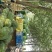 龙卷风西瓜8斤打底9成熟1茬