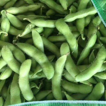 毛豆绿宝石