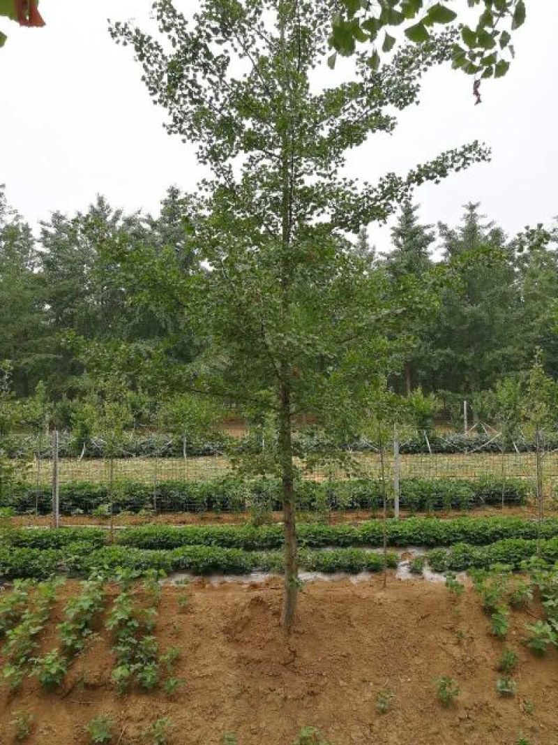 银杏实生树10~12cm