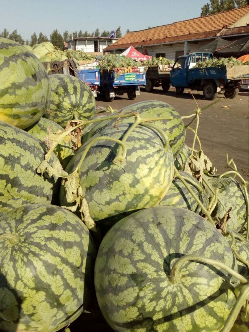 山东菏泽头茬龙卷风西瓜甜度高8斤打底9成熟，代收代发