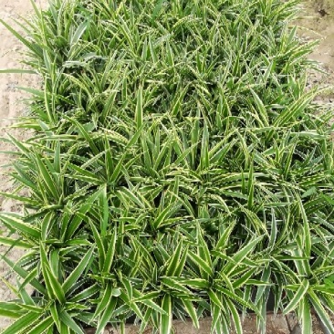 吊兰30~50cm