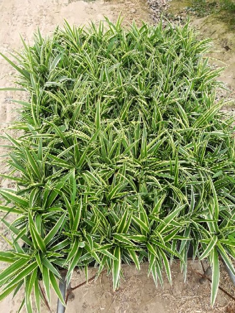 吊兰30~50cm