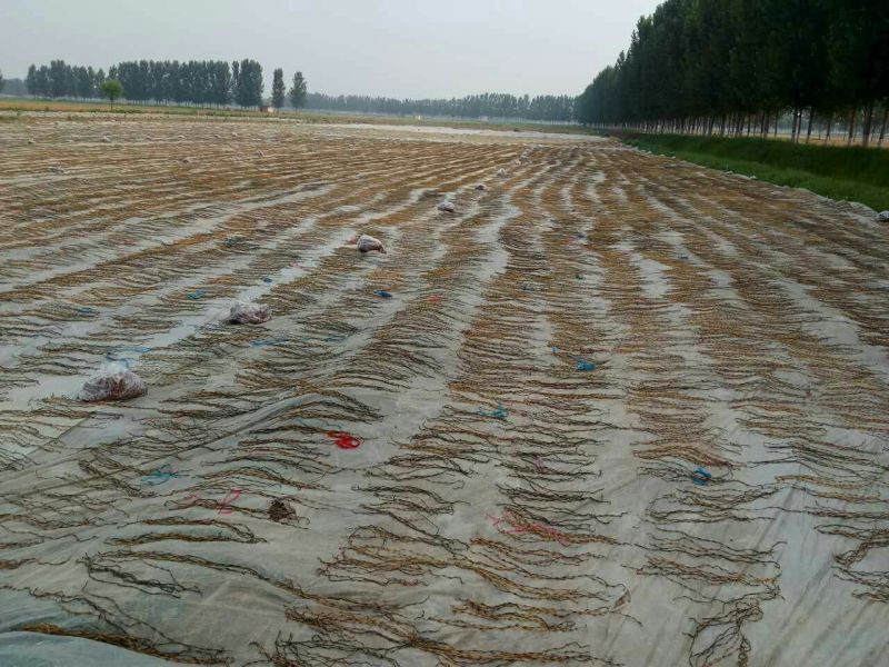 脱水长豆角
