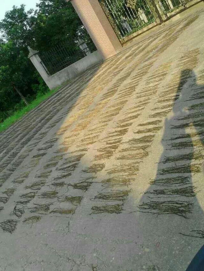 脱水长豆角