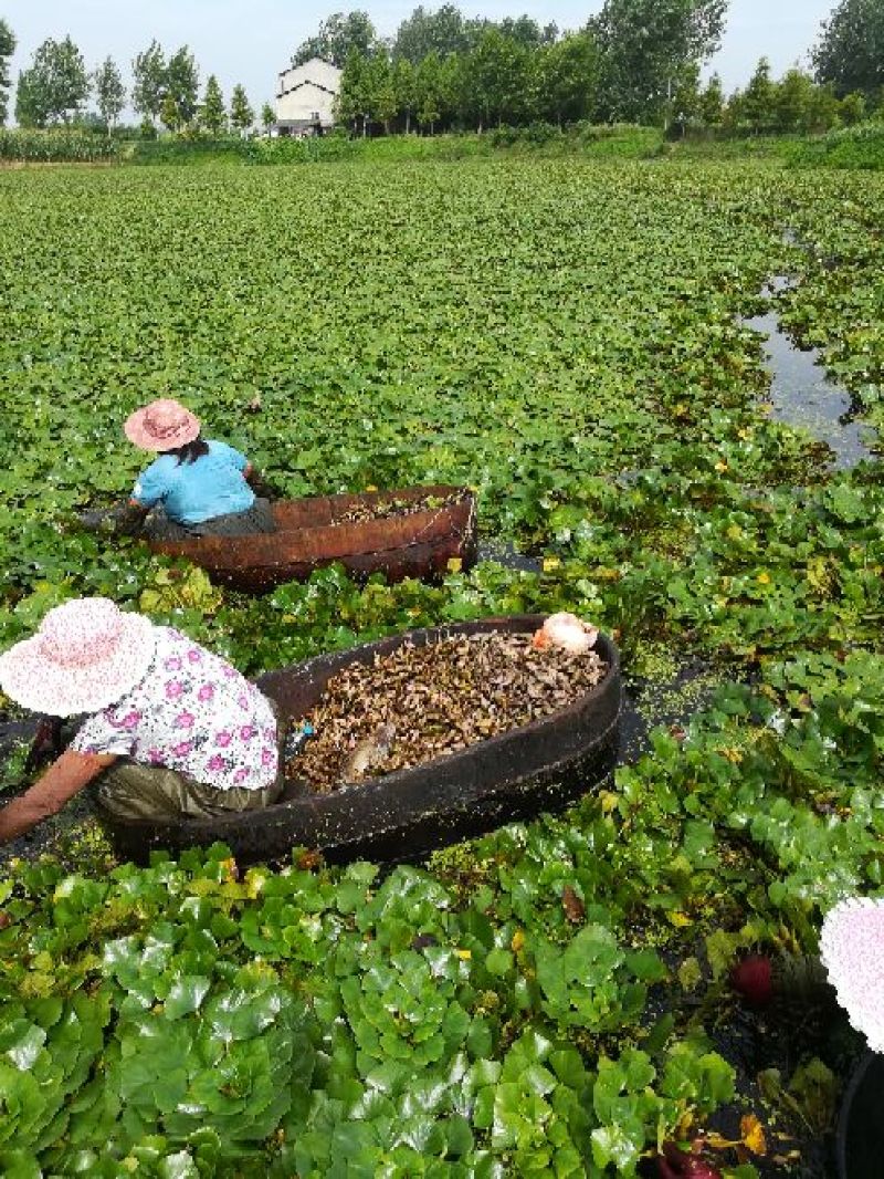 新鲜菱角大量供应家菱角当天采，当天发货，每天3万斤