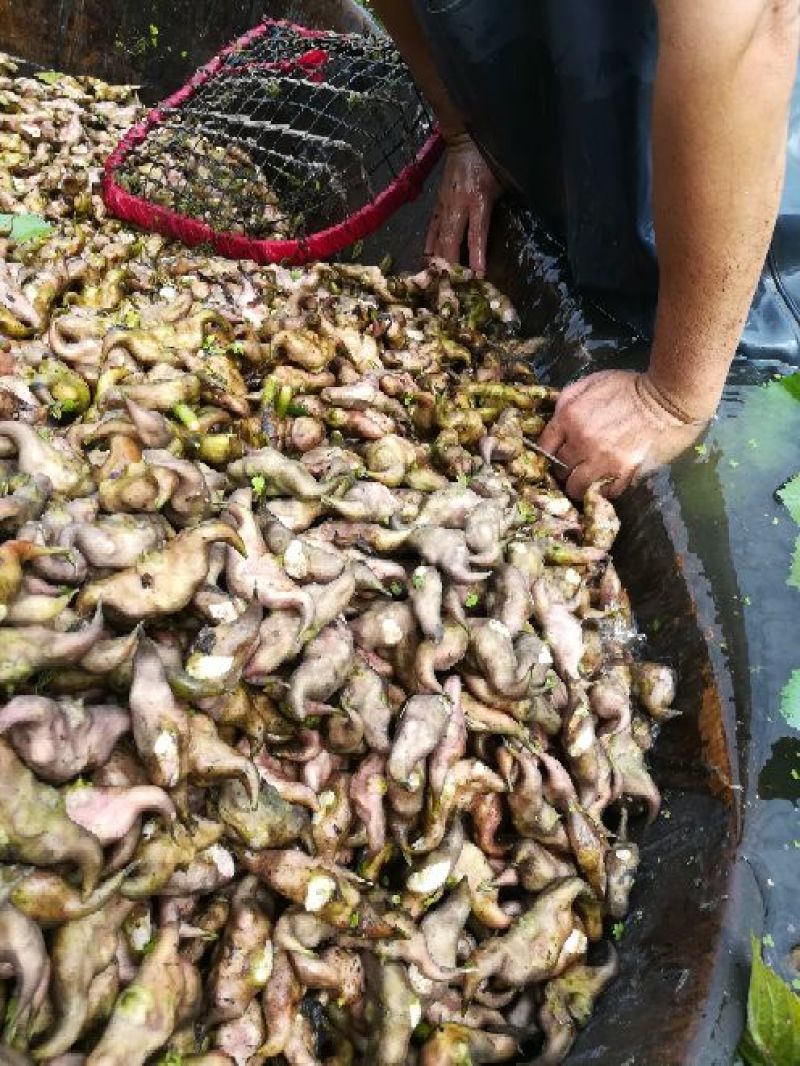 新鲜菱角大量供应家菱角当天采，当天发货，每天3万斤