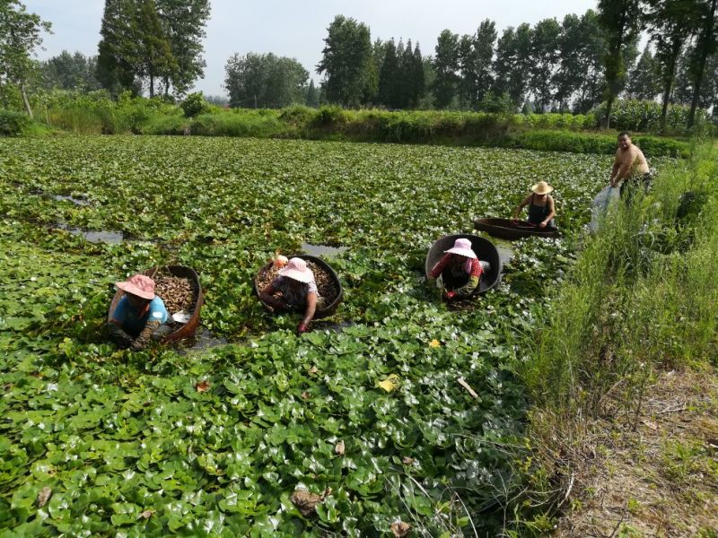 新鲜菱角大量供应家菱角当天采，当天发货，每天3万斤
