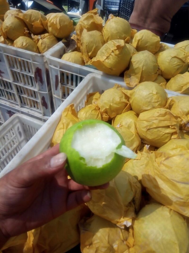 【精品】翠玉梨皇冠梨自然成熟千亩果园直发可视频看货