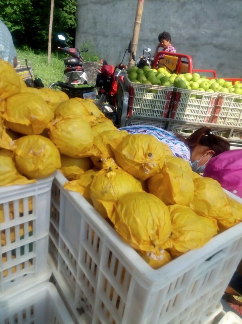 【精品】翠玉梨皇冠梨自然成熟千亩果园直发可视频看货