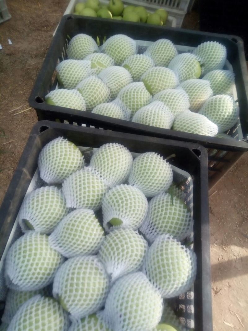 【精品】翠玉梨皇冠梨自然成熟千亩果园直发可视频看货