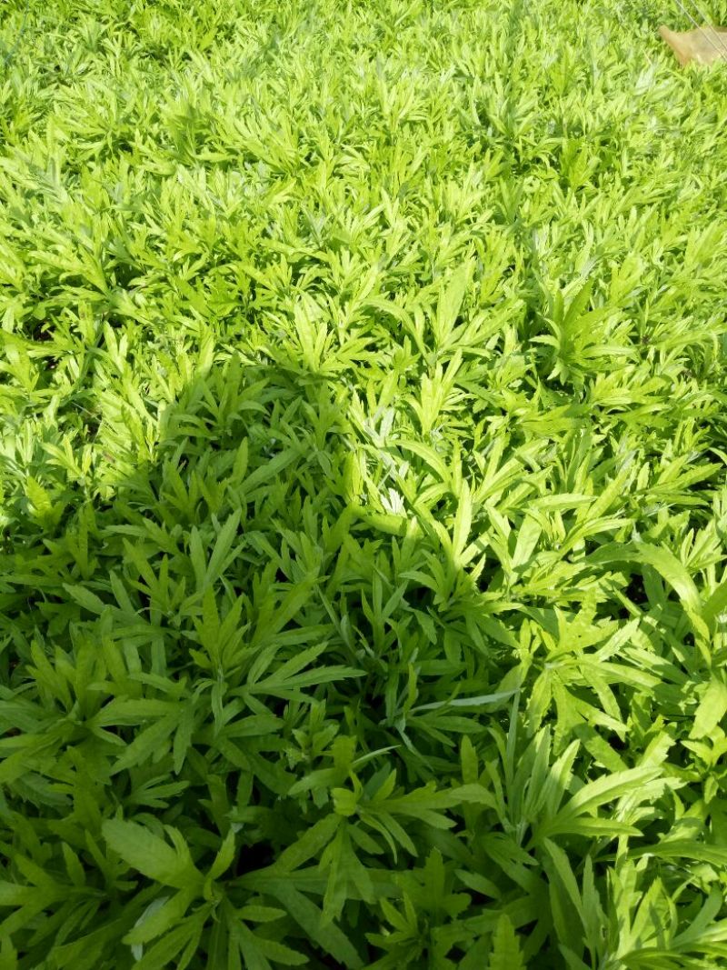 精品芦篙，色泽、嫩度包您满意！欢迎选购！