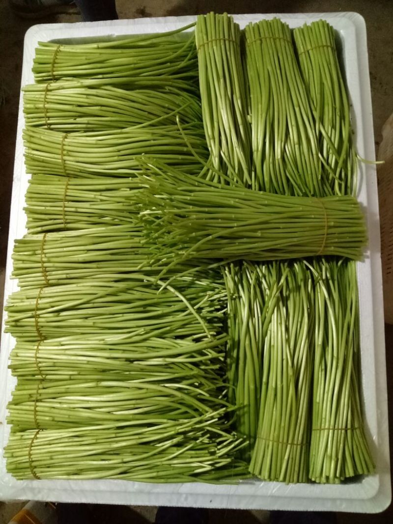 精品芦篙，色泽、嫩度包您满意！欢迎选购！