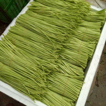 精品芦篙，色泽、嫩度包您满意！欢迎选购！