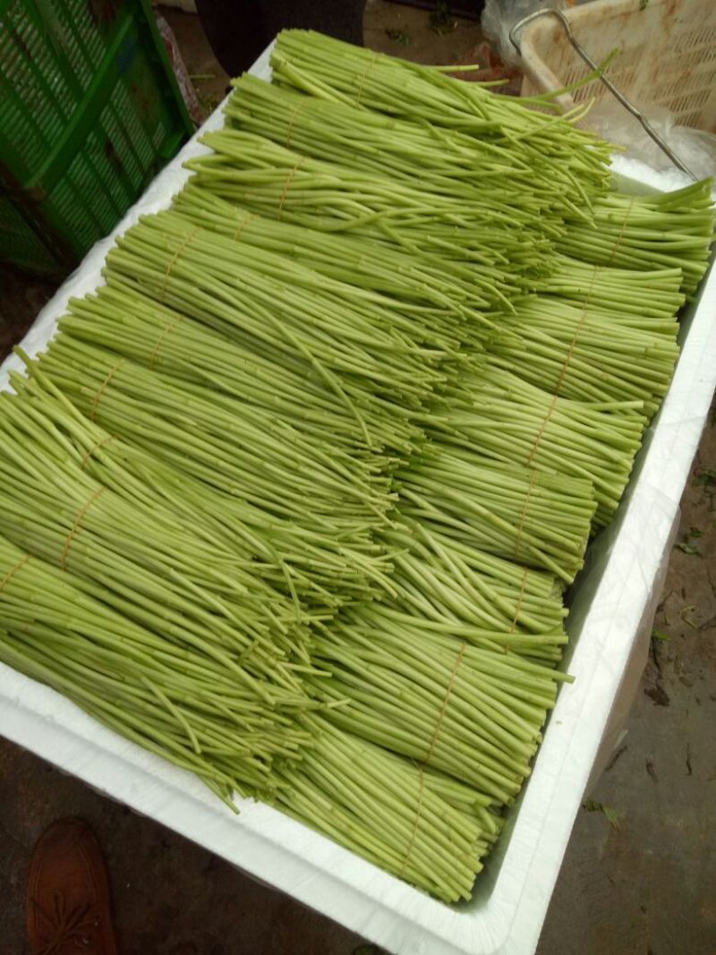 精品芦篙，色泽、嫩度包您满意！欢迎选购！