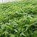 精品芦篙，色泽、嫩度包您满意！欢迎选购！