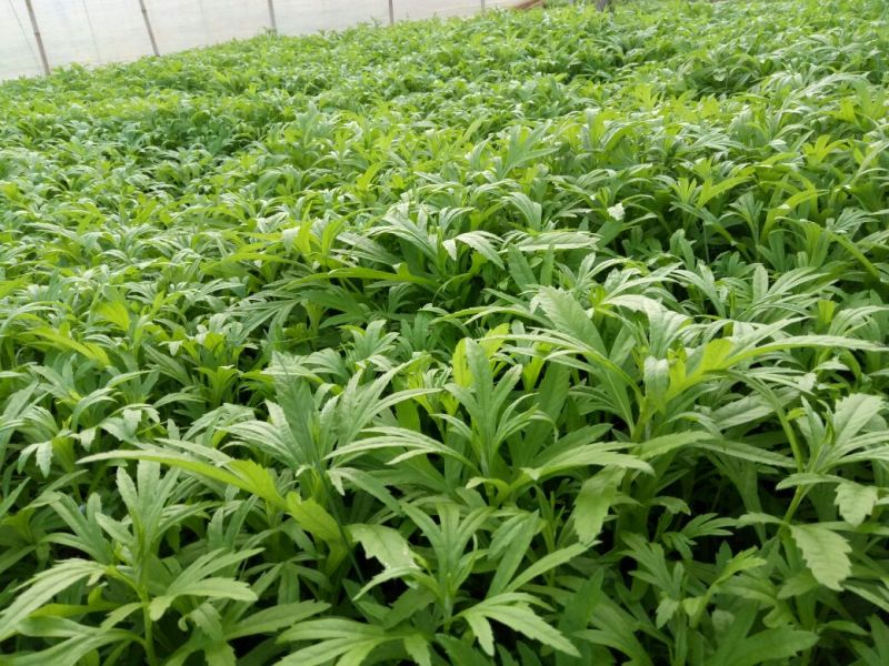 精品芦篙，色泽、嫩度包您满意！欢迎选购！