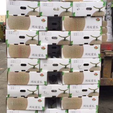 网纹瓜3斤以上椭圆形