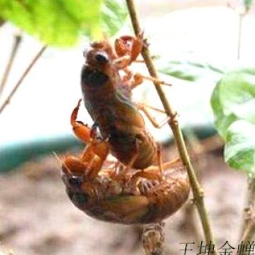 蝉蜕统货