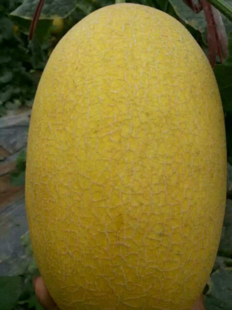 黄蛋哈密瓜5斤以上长圆形