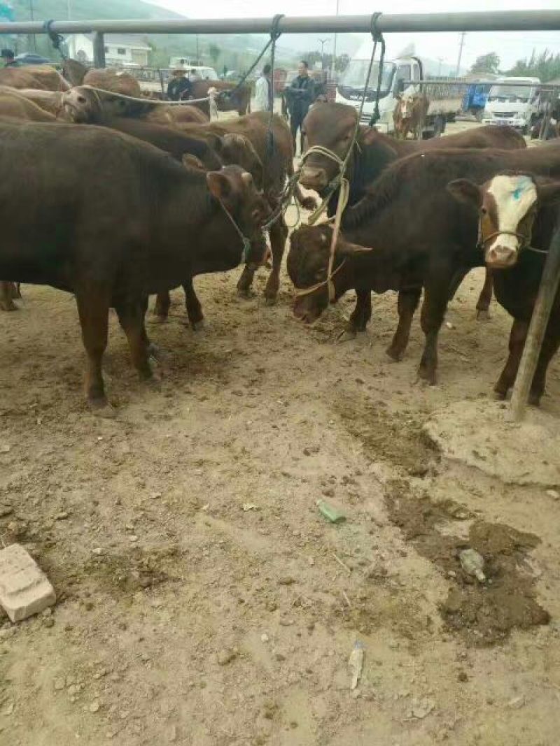 肉驴400~500斤